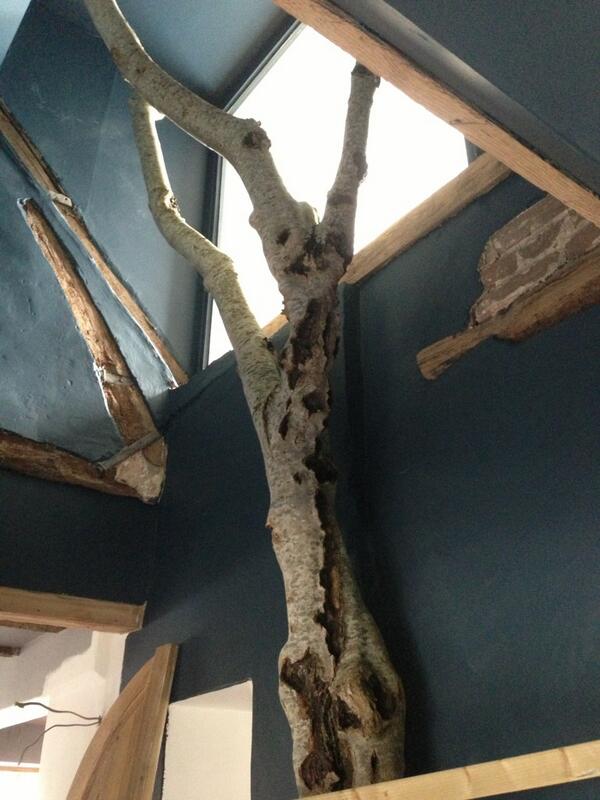 DMP_Cardiff's tweet image. Sneaky peak at our tree @ The Yew Tree, Highclere. #pubinteriors