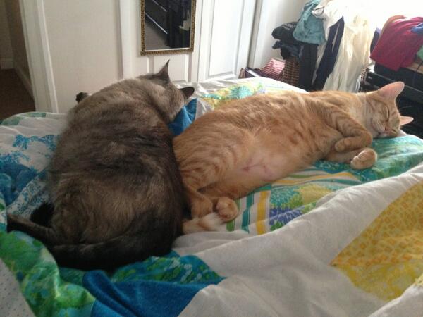 Tprince5's tweet photo. @molotvcktease I have 2 cats so we must be BFF http://t.co/lEViQl0kY6