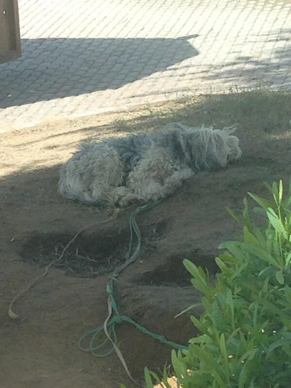 ChinaJHH2011's tweet photo. Playing dead 😂 http://t.co/9ev8U2IbAS