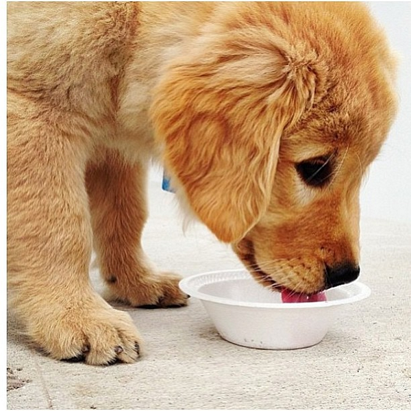 insta_dog's tweet photo. ^^ http://t.co/SBqpeIX0Ce