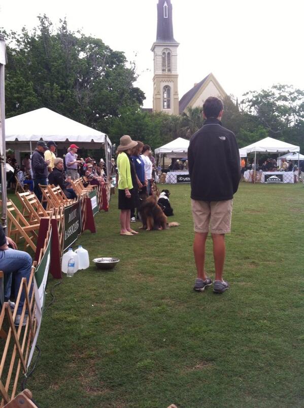 LCWxDave's tweet photo. 10th Annual Charleston Dog Show, Herding Class is in the ring. #chs http://t.co/nRvCrlv4mD