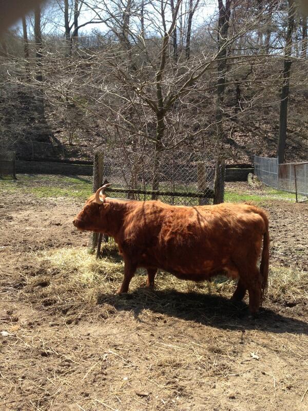 FosterEric's tweet image. Moo!