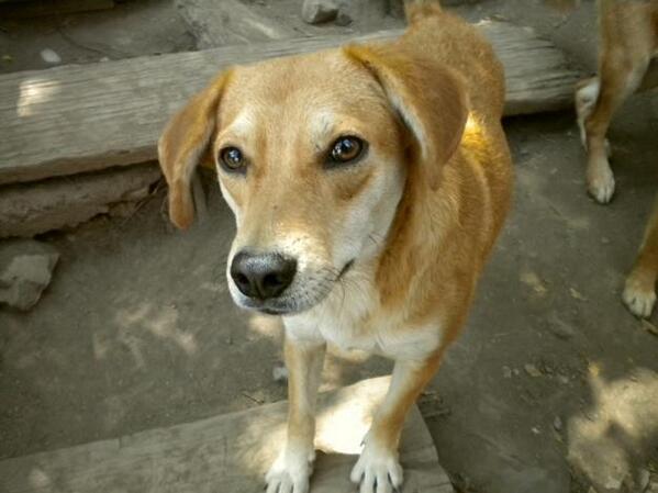 PLS RT perrita de 1 año busca casa, tamaño mediano, desaparasitada, esterilizada y vacunada, <a href="/perritofelizch/">Perrito Feliz</a>