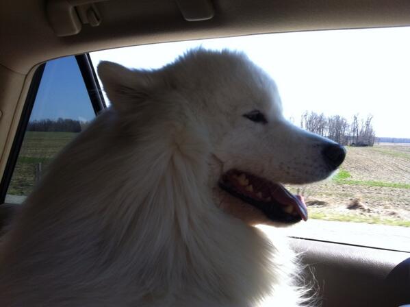 joanne_atkins's tweet image. Are we there yet? #DriveFaster