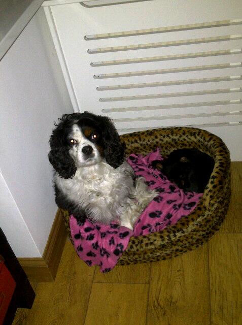 lorrainesmith50's tweet photo. Help please take me home http://t.co/K0FFIqa6WM