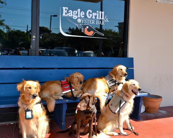 Paws4LibertyP4L's tweet photo. @LouisVanAmstel They also help serve our disabled veterans &amp; others in need! Meet Lily, Louie, Tanker, Lexi &amp; Samson. http://t.co/30K7iJ5Mfd