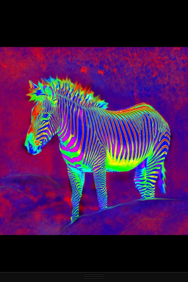 Tweets_Fiona's tweet photo. "I looked like a neon zebra shaking rain off her stripes"
#FionaApple #AnythingWeWant http://t.co/bWnipoySE9