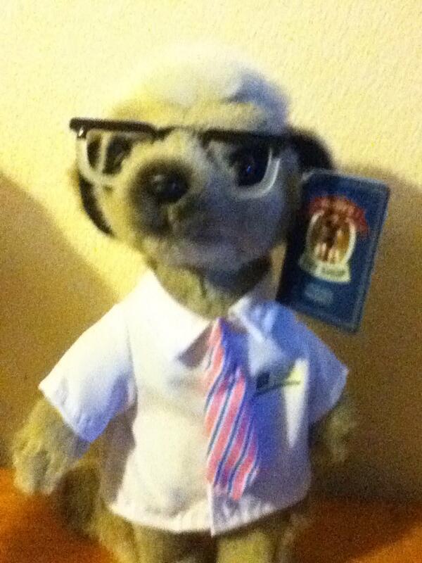 dizzyizzy2001's tweet image. Hi Mr mearkat