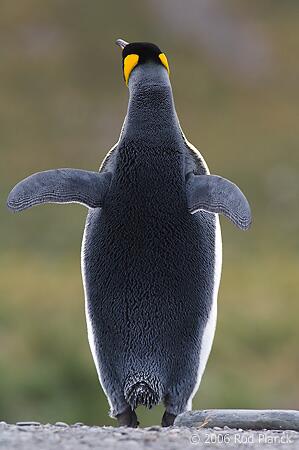 penguathlon's tweet photo. Fellow mascots at @MascotGoldCup @WetherbyRaces - this is what the back of a penguin looks like. Get used to it http://t.co/T4eIBxHb67