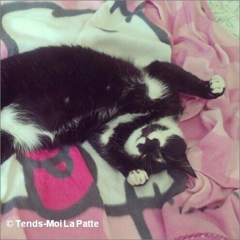 Tends Moi La Patte On Twitter Figaro Gentil Chat Noir Et