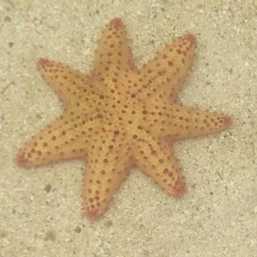 Have you ever seen a sea star with 7 arms? Well you can at the new wade-in touch pool here at Maya Key.