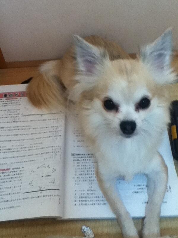 BLEACHadg's tweet photo. 勉強させてくれ〜♡ http://t.co/5Ny7Ct9XhQ