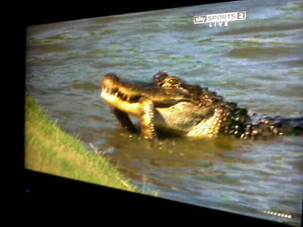 Alligator eats snake <a href="/Zurich_Classic/">Zurich Classic</a> #dinner #pgatour