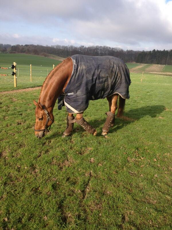 Cassidy grassing in the morningsun. 
#lovely #saturday #chill