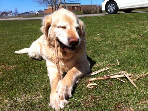 Loubomb's tweet photo. Nothing better than eating a stick http://t.co/pjbK2TiRuE