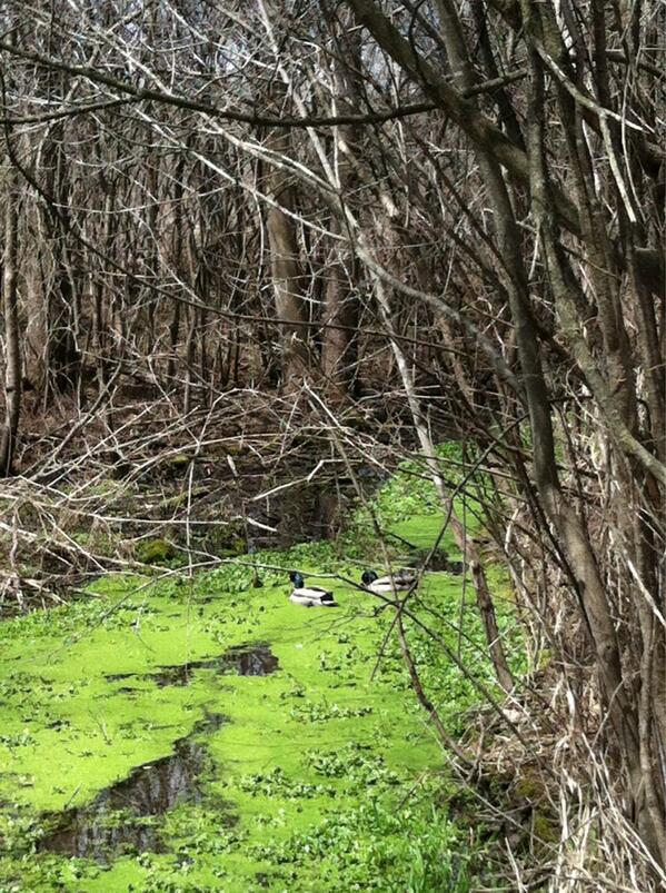 derekmsalter's tweet image. Strolling through the @UWMadison arboretum and came across mallards in a pond!