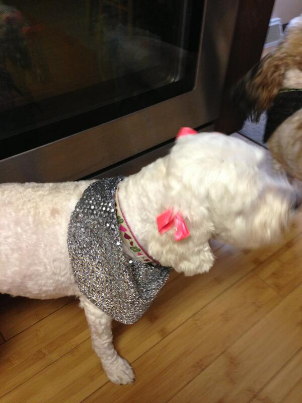 CockapooCorner's tweet image. Appa is SO fancy after hair cut