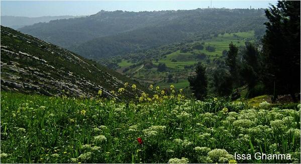 jamildallal's tweet image. "Spring in Jordan", Picture of spring in #JORDAN  #JORDANROCKS
