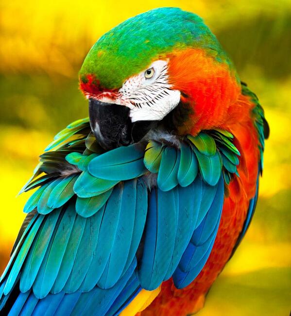 Animal_Images tweet picture