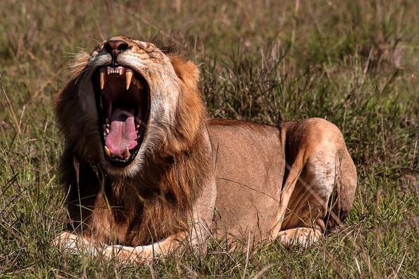 Animal_Images tweet picture