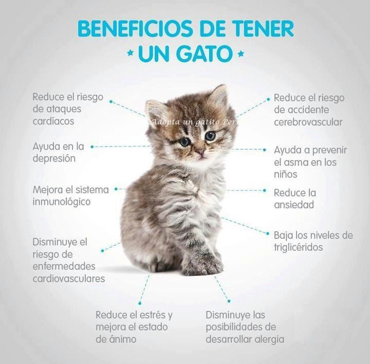 Manuela Zadig on Twitter: "Beneficios de tener un Gato http://t.co