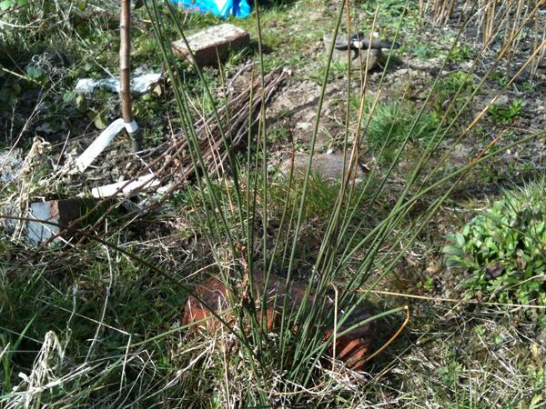 PlotlinesTim's tweet image. I know the drainage on our plot isn't the best, but this new weed has still taken me by surprise. #allotments #weeds