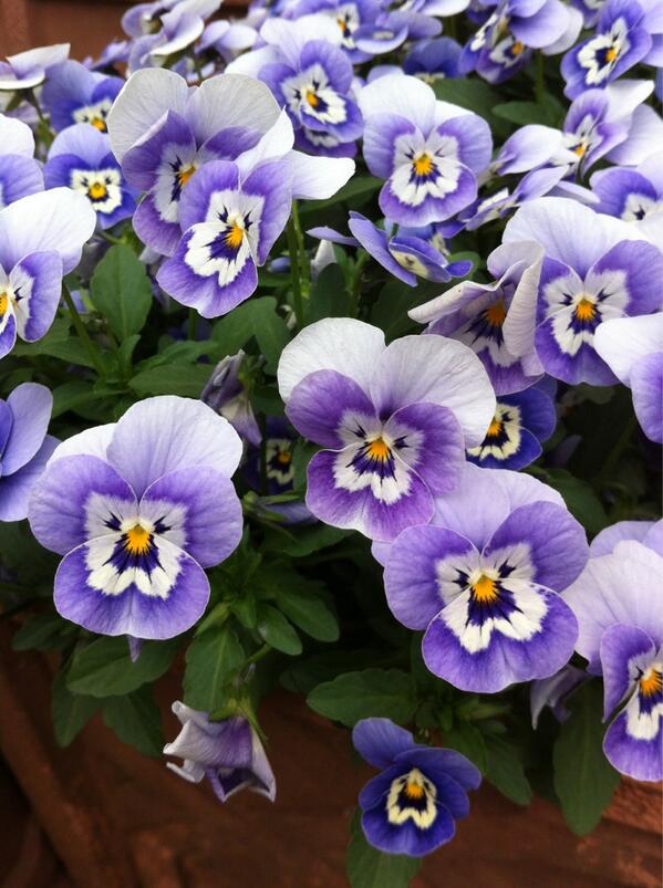 memi_s's tweet photo. ちっちゃいヒゲのオッサンがいっぱい居るように見える。 http://t.co/dKoG55HmBM