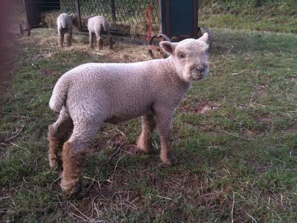 flockofarwen's tweet photo. Miniature Southdown Ram lamb on 16th April http://t.co/bPQYiIyTu9