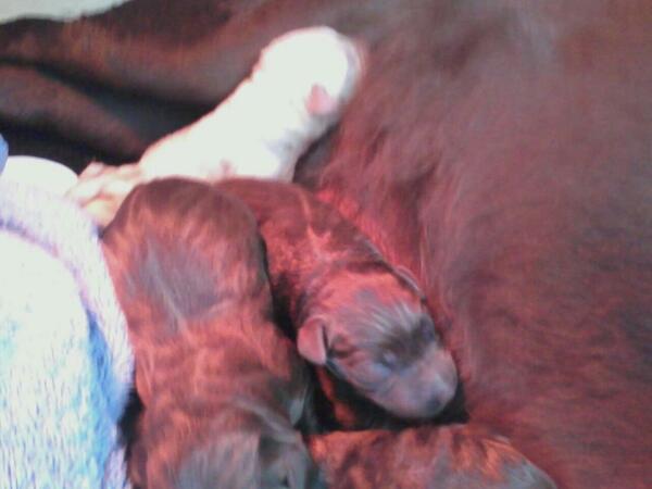 Sadie's pup's are here 8 so far and they all look good and health. <a href="/hilltop/">ヒルトップ</a> acres.biz