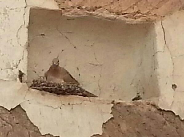 Qdem_'s tweet photo. هذا الطير لا يخلو من بيوتنا زمان 

   #قديم   
   #تراث   
   #زمان_أول http://t.co/XutmklhRko