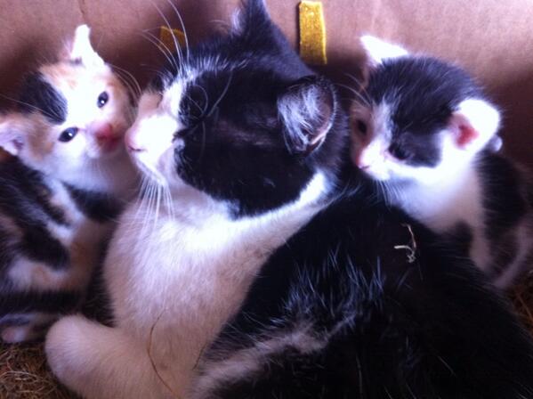 Lars van Ginhoven tweet media