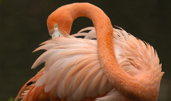 Animal_Images tweet picture