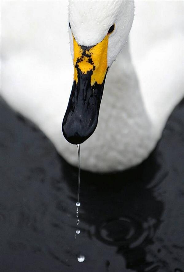 Animal_Images tweet picture