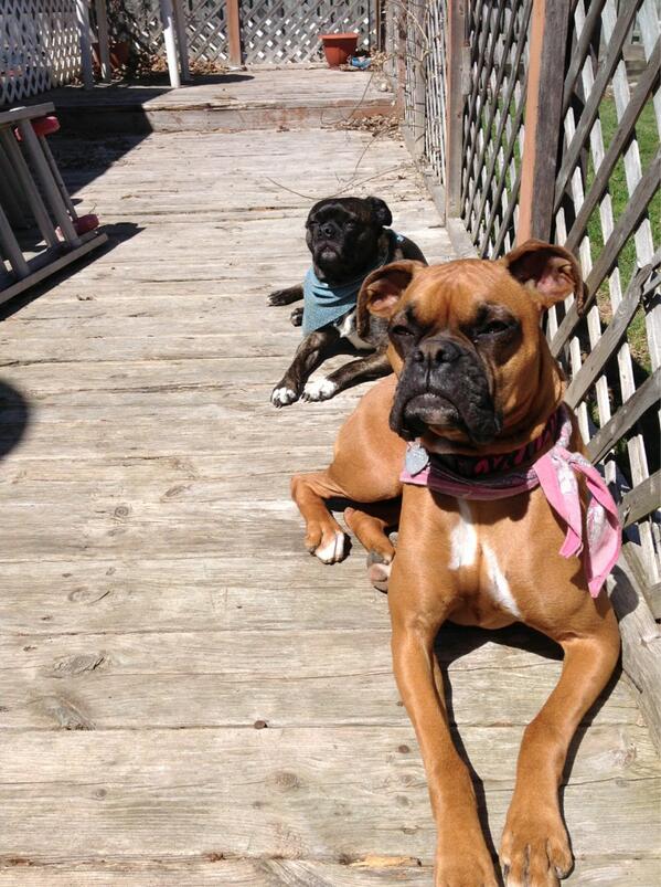 JPittman00's tweet photo. @pcreww sunbathing babies! http://t.co/MXSBVeXvF4