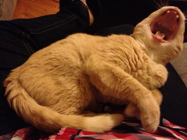 samojoh's tweet image. mighty animal #toothlesswonder