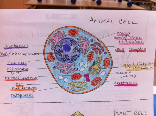 What Is The Color Of An Animal Cell