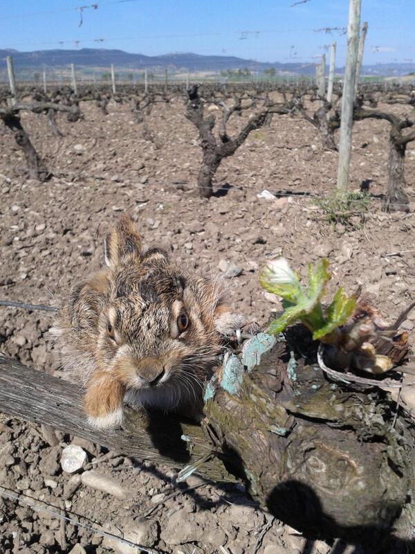 Naturaleza Rural en estado vivo.