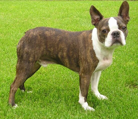 Brett_Becken's tweet photo. Boston Terrierist http://t.co/kmkCCIa1DK