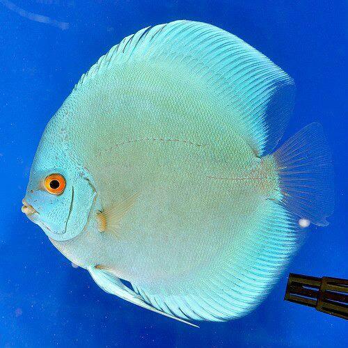 Disco Azul Diamante... hermoso.