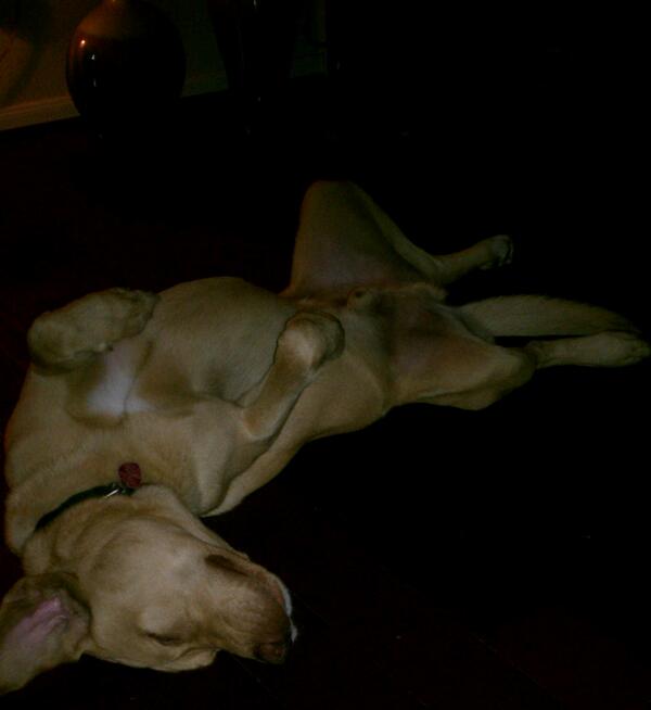 klrobin501's tweet photo. Completely knocked out. http://t.co/O9W8M8hbQR