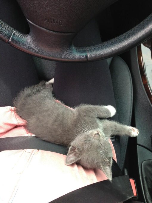 My kitty fell asleep in my lap while u was driving :) http://t.co/UJZJhhfkkC