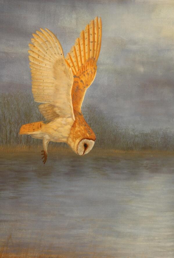 Got to finish this #barnowlpainting in time for exhibition, June 1st. Will be a retrospective of all my barn owl pics