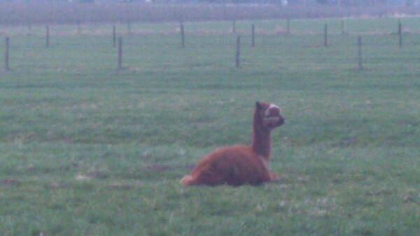 Ik zei: fotootje? Lama doen!