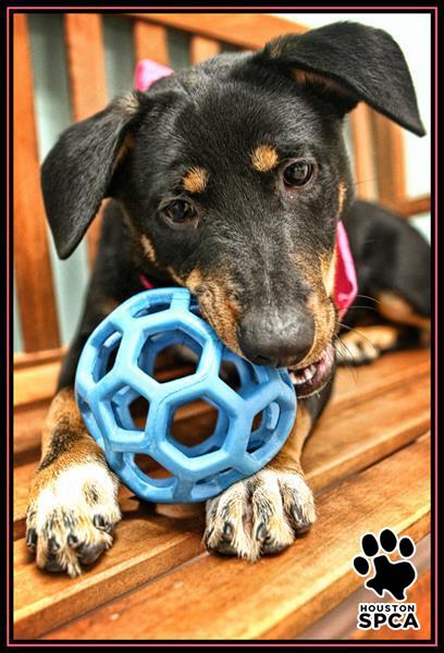 HSPCA's tweet photo. Pet Pick of the Week! Meet Baby Girl! http://t.co/U3b9WKrxvy