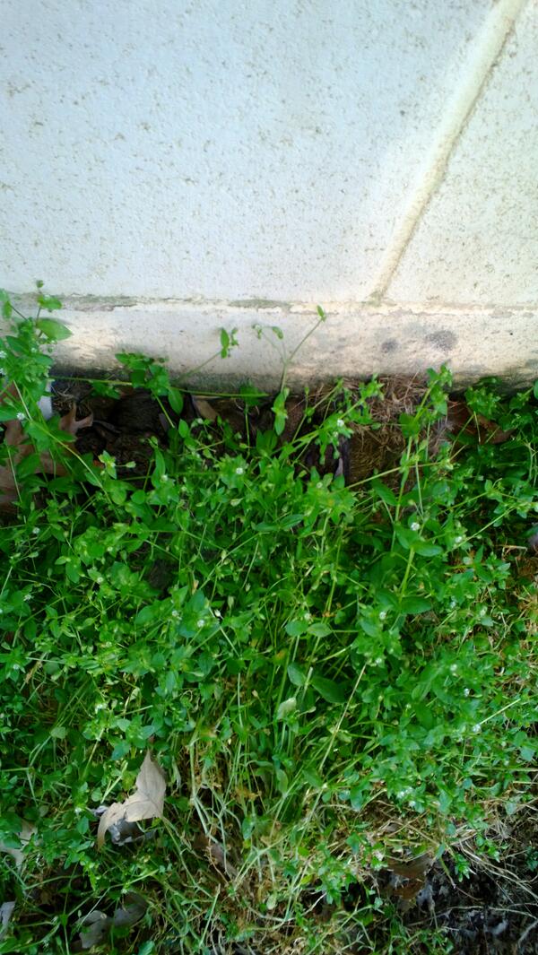 KerrionRingo2's tweet photo. Found these http://t.co/rylMWcSPlK