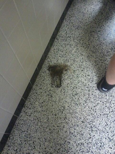 ajmurphy763's tweet image. The aftermath of a fight. Weave. #PcProbs #ratchet