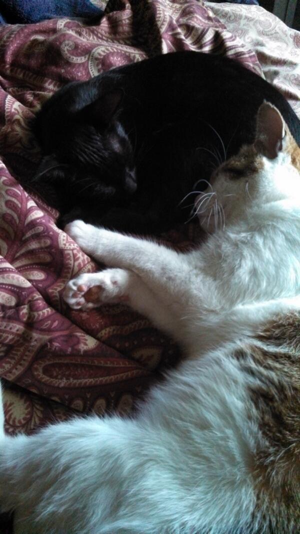 foxyedna's tweet photo. Kitty love! http://t.co/WGQgwnsFDt
