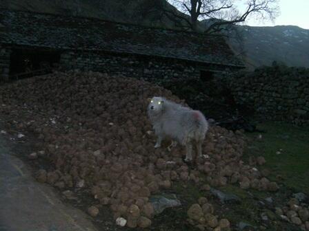 Smallwoodhotel's tweet photo. robot sheep found in #Langdale http://t.co/bzktndY88A