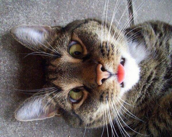 Insane4wo's tweet image. @zikerryyy Thank you me too 😄Im glad you liked them here He is saying good night and sweet dreams Zzz😴😴 #keepmSmiling