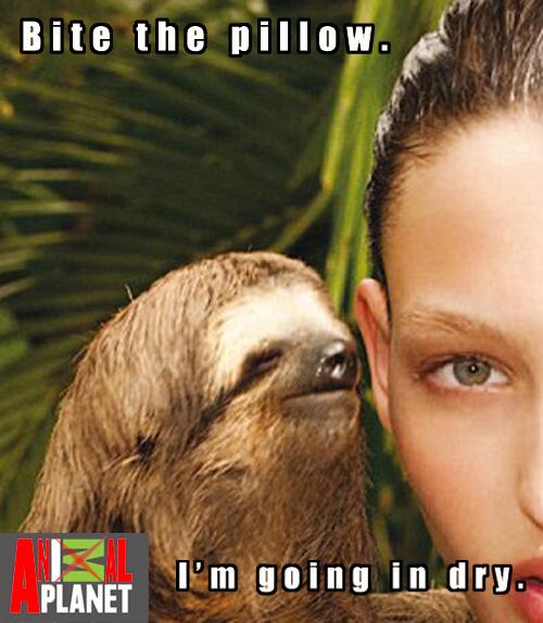 Stoned Sloth On Twitter Bite The Pillow I M Going In Dry